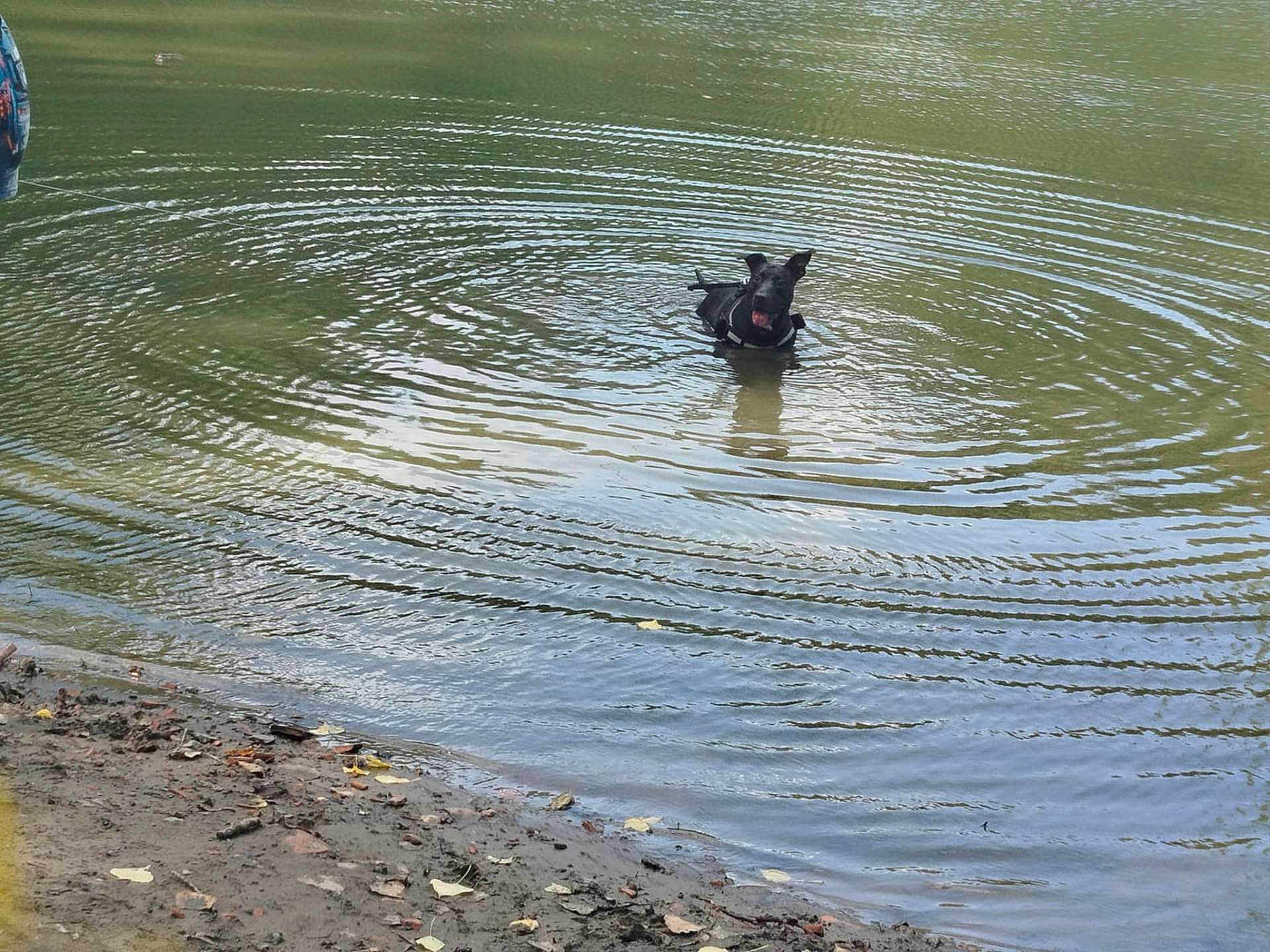 Roki participe au concours pour gagner de l'argent avec cette photo : dog, water, pond, ripples, black_dog, nature, outdoor, muddy_shore, leash, canine, pet, summer, animal, playful, wet, reflection, lake, forest, daytime, happy