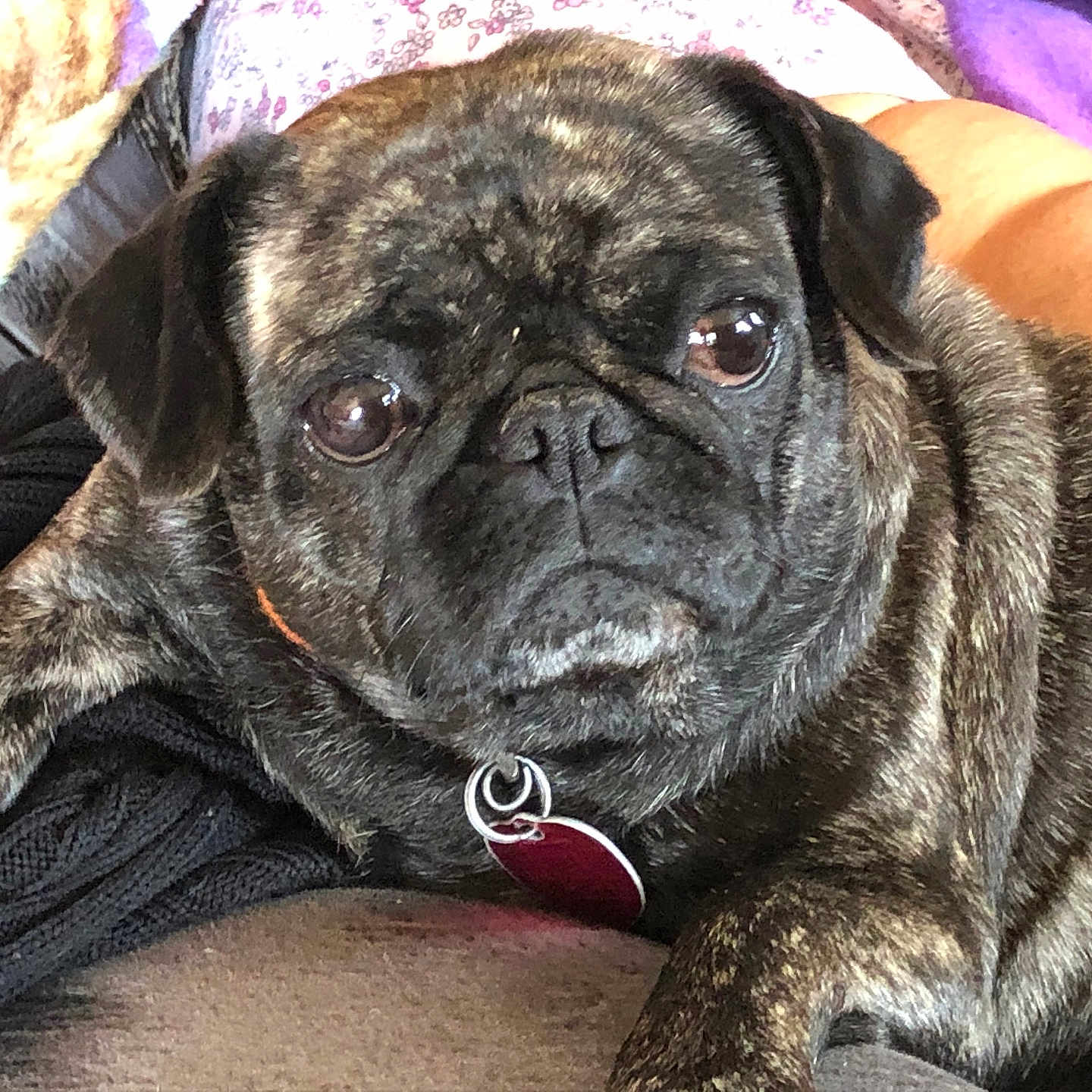 Patunia is registered to the contest to win money with this photo: animal, brindle, close_up, collar, companion, cozy, cute, dog, domestic, expression, face, fur, indoor, lying_down, mammal, pet, portrait, pug, relaxed, resting