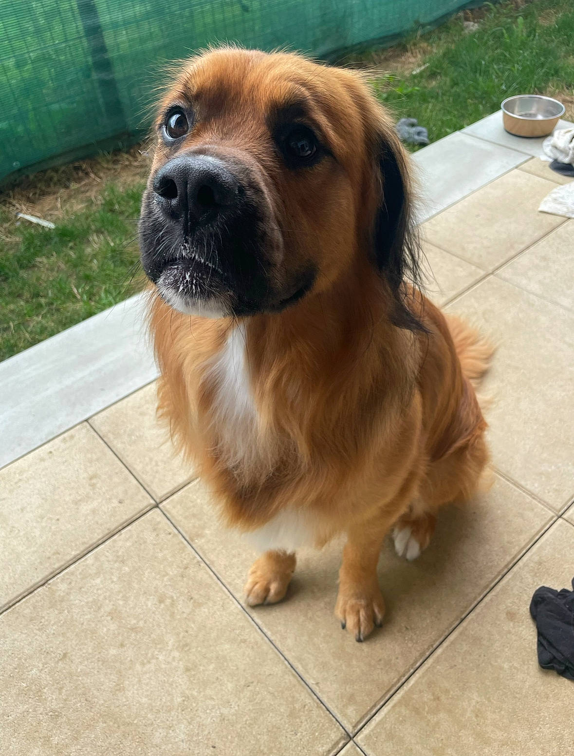 Meiko participe au concours pour gagner de l'argent avec cette photo : ancient_dog_breeds, canidae, carnivore, companion_dog, dog, dog_breed, fawn, flooring, flowerpot, fur, grass, gun_dog, liver, plant, terrestrial_animal, whiskers, working_dog