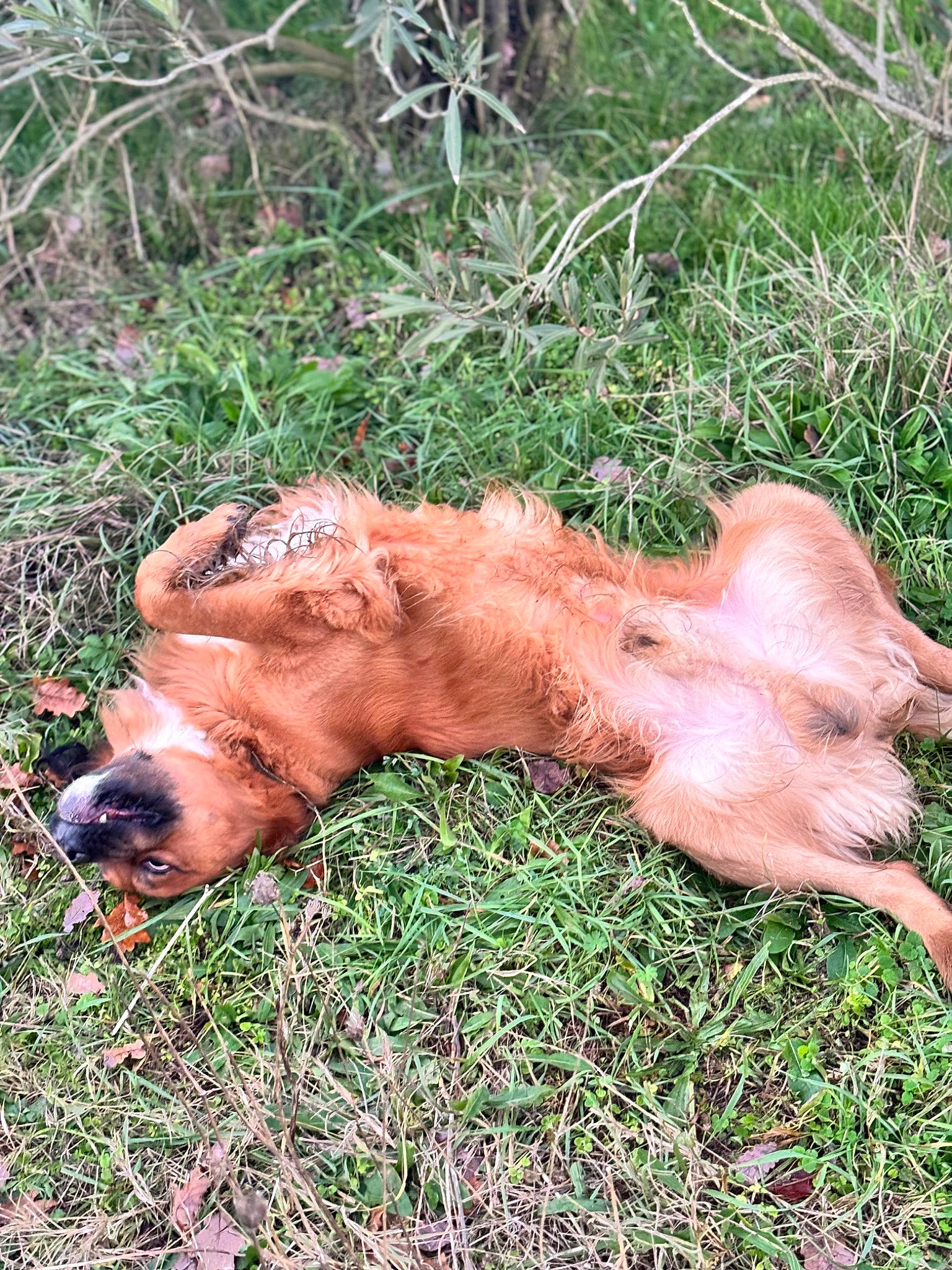 Meiko participe au concours pour gagner de l'argent avec cette photo : animal_feed, bovine, canidae, dog_breed, domestic_pig, fawn, fur, grass, grassland, liver, livestock, natural_material, pasture, plant, sporting_group, suidae, terrestrial_animal, wildlife, wood, working_animal