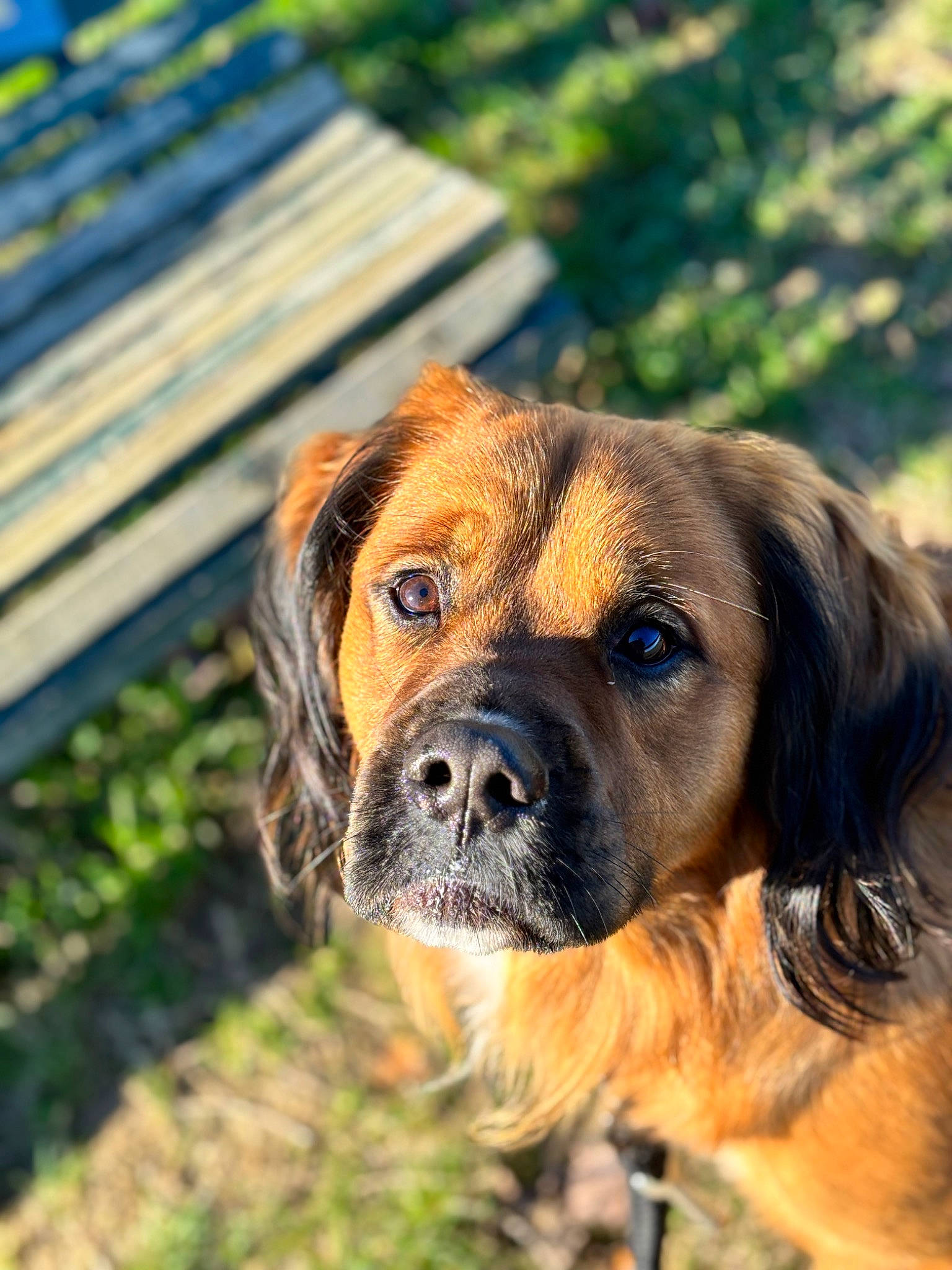 Meiko participe au concours pour gagner de l'argent avec cette photo : canidae, carnivore, companion_dog, dog, dog_breed, eye, fawn, fur, grass, gun_dog, liver, plant, puppy, snout, sporting_group, terrestrial_animal, tree, whiskers, wood, working_dog