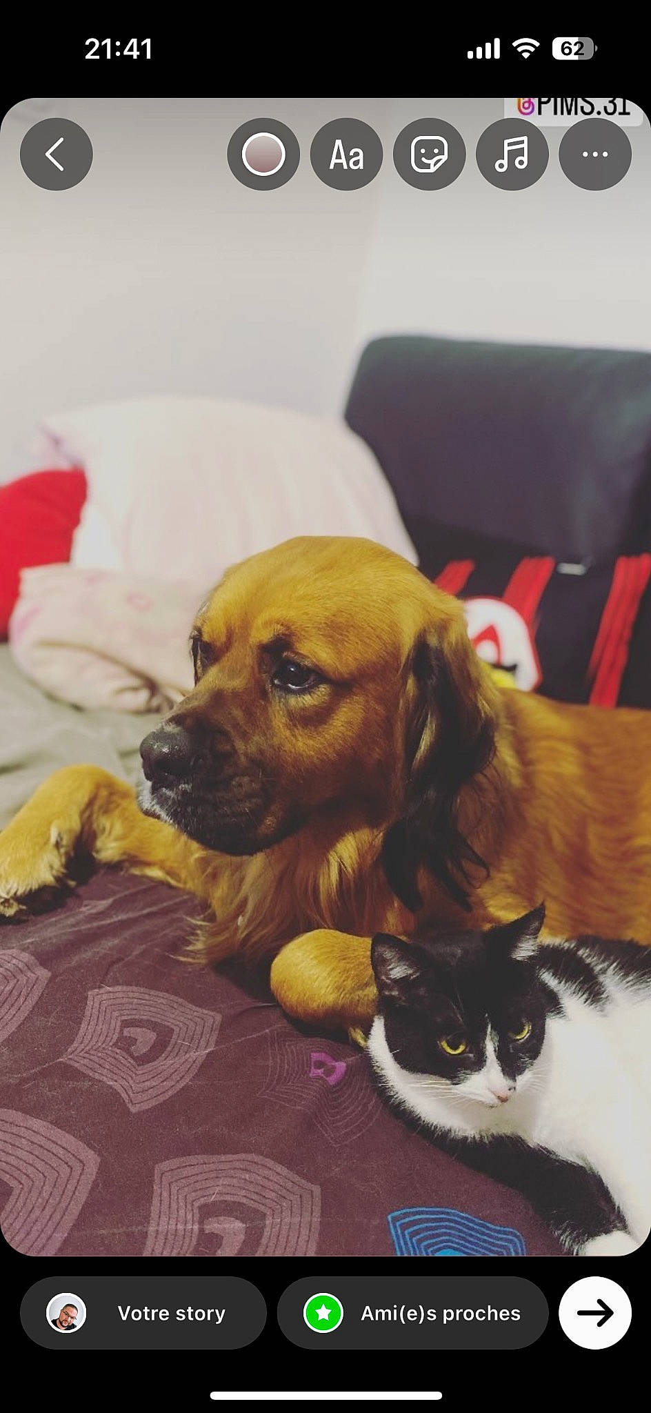 Meiko a rejoint le concours — aidez-le/la à gagner de superbes lots ! carnivore, cat, chair, comfort, companion_dog, couch, dog, dog_breed, dog_supply, fawn, felidae, flooring, fur, liver, pillow, room, small_to_medium_sized_cats, snout, wood, working_animal