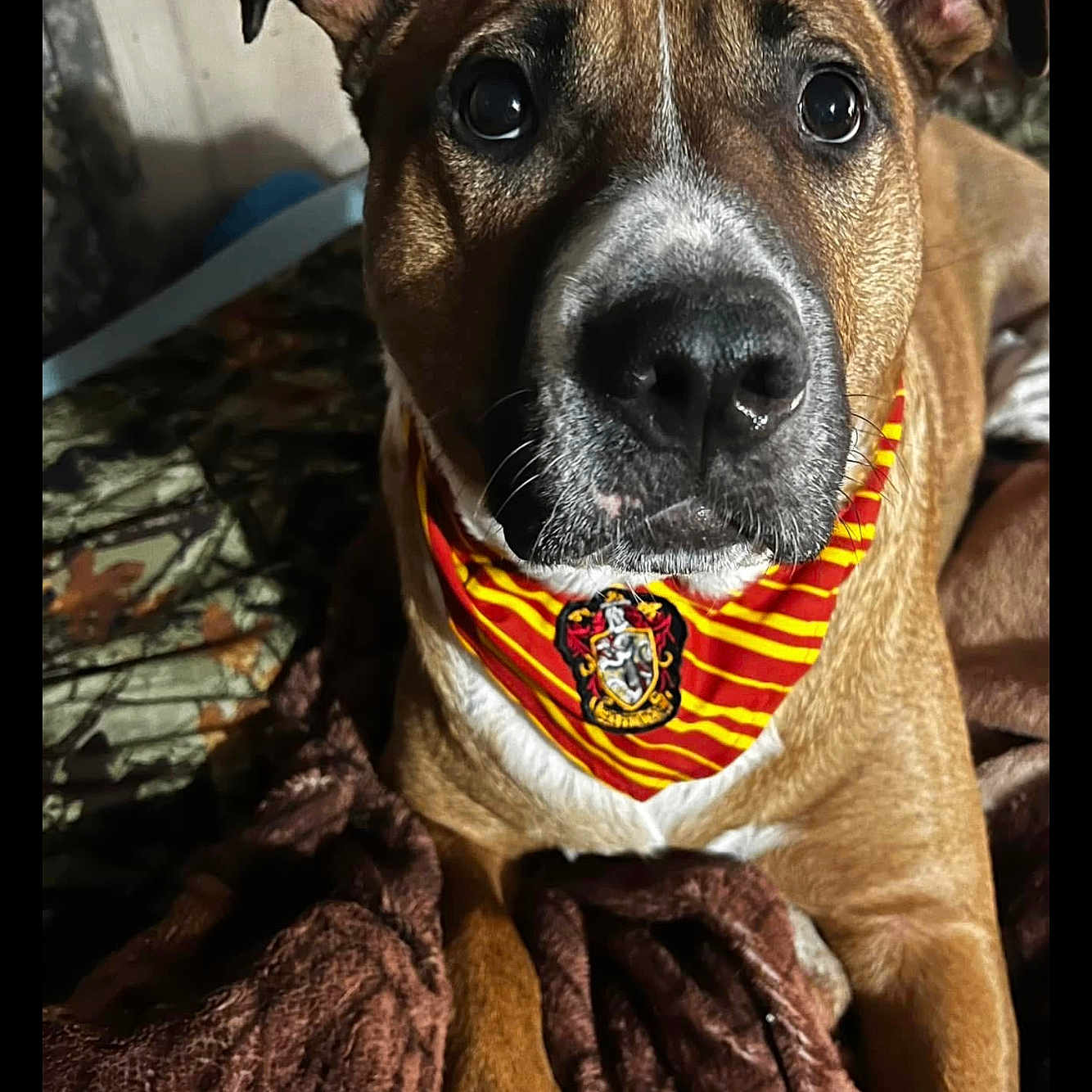 Acey joined the competition — help win amazing prizes! animal, attention, bandana, blanket, brown_dog, close_up, companion, cozy, cute, dog, ears, expression, fur, indoors, loyal, nose, paw, pet, portrait, resting
