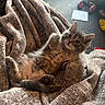 animal, blanket, cat, comfort, cozy, curious, cute, fur, furry, home, indoor, kitten, lying_down, paw, pet, resting, soft_light, tabby, texture, young