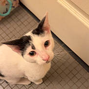 Loomis is registered to the contest to win money with this photo: animal, black_and_white, cat, closeup, companion, curious, cute, domestic_animal, door, ears, feline, floor, indoor, looking_up, pet, portrait, small, tile, whiskers, young_cat