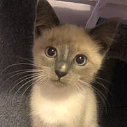 Ellie is registered to the contest to win money with this photo: cat, kitten, pet, fur, whiskers, blue_eyes, closeup, portrait, indoor, curious, young, face, ears, nose, domestic_cat, cute, mammal, feline, soft, adorable