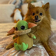 Hugo is registered to the contest to win money with this photo: dog, plush_toy, bed, patterned_bedspread, indoor, blurred_background, cute, fluffy, tongue_out, small_dog, brown_fur, soft_toy, green, ears, eyes, pet, cozy, resting, lying_down, home