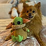 dog, plush_toy, bed, patterned_bedspread, indoor, blurred_background, cute, fluffy, tongue_out, small_dog, brown_fur, soft_toy, green, ears, eyes, pet, cozy, resting, lying_down, home