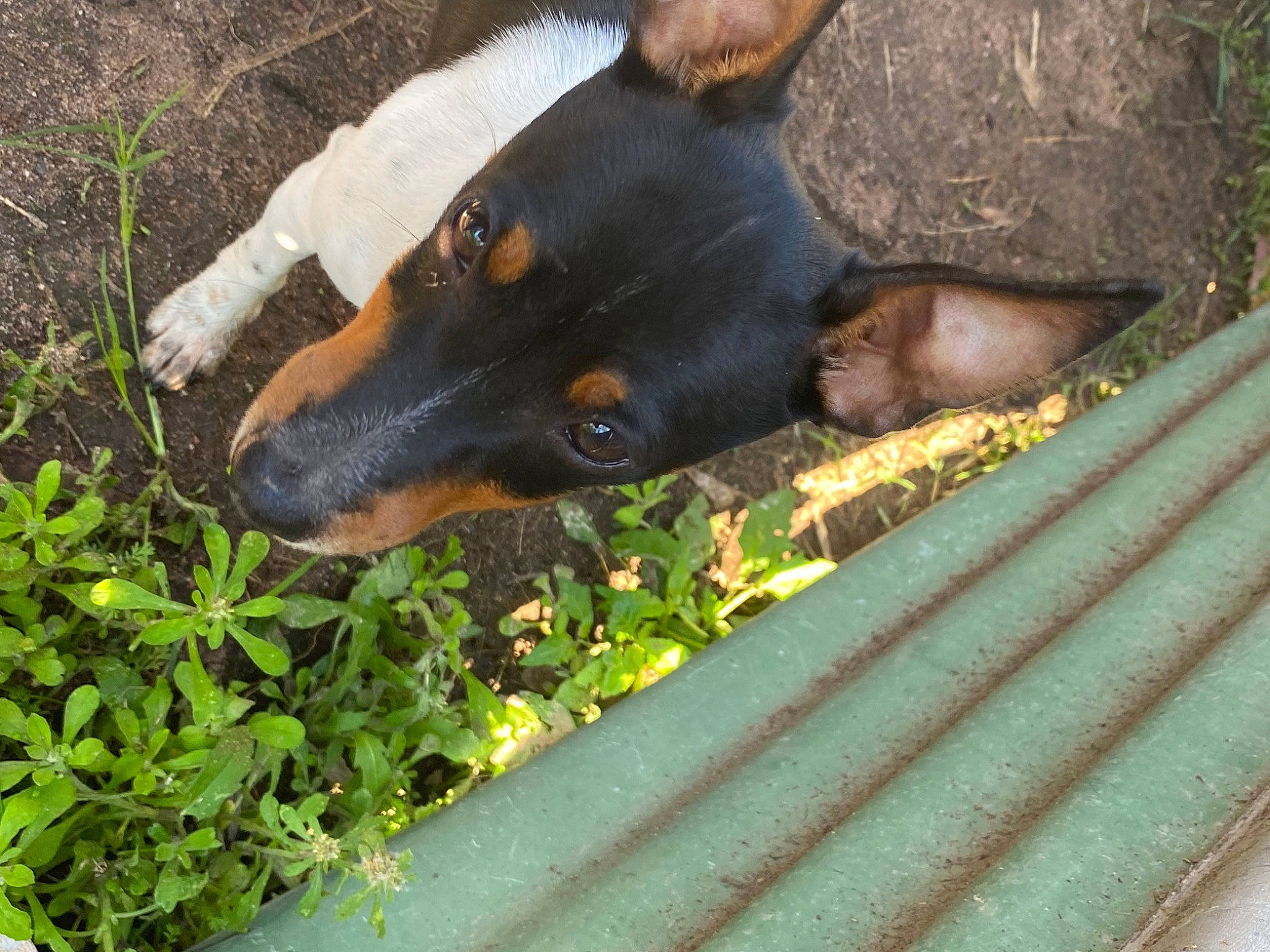 Snooky is registered to the contest to win money with this photo: carnivore, dobermann, dog, dog_breed, grass, groundcover, guard_dog, leaf, plant, snout, sporting_group, terrestrial_animal, tints_and_shades, working_animal, working_dog