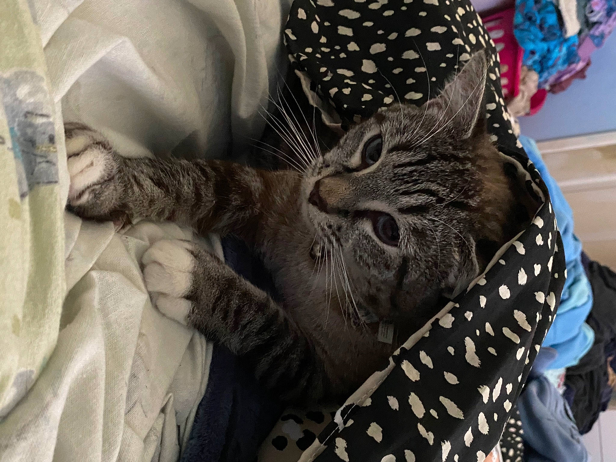 Milo joined the competition — help win amazing prizes! art, bag, carnivore, cat, comfort, domestic_short_haired_cat, eyewear, fashion_accessory, felidae, fur, grey, hat, linens, nail, pattern, personal_protective_equipment, small_to_medium_sized_cats, textile, visual_arts, whiskers