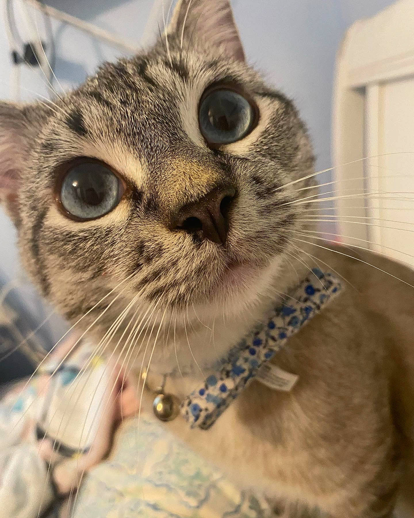 Milo joined the competition — help win amazing prizes! carnivore, cat, collar, curious, domestic_short_haired_cat, door, eyelash, eyewear, fawn, felidae, fur, glasses, iris, pet_supply, photo_caption, small_to_medium_sized_cats, snout, tree, vision_care, whiskers