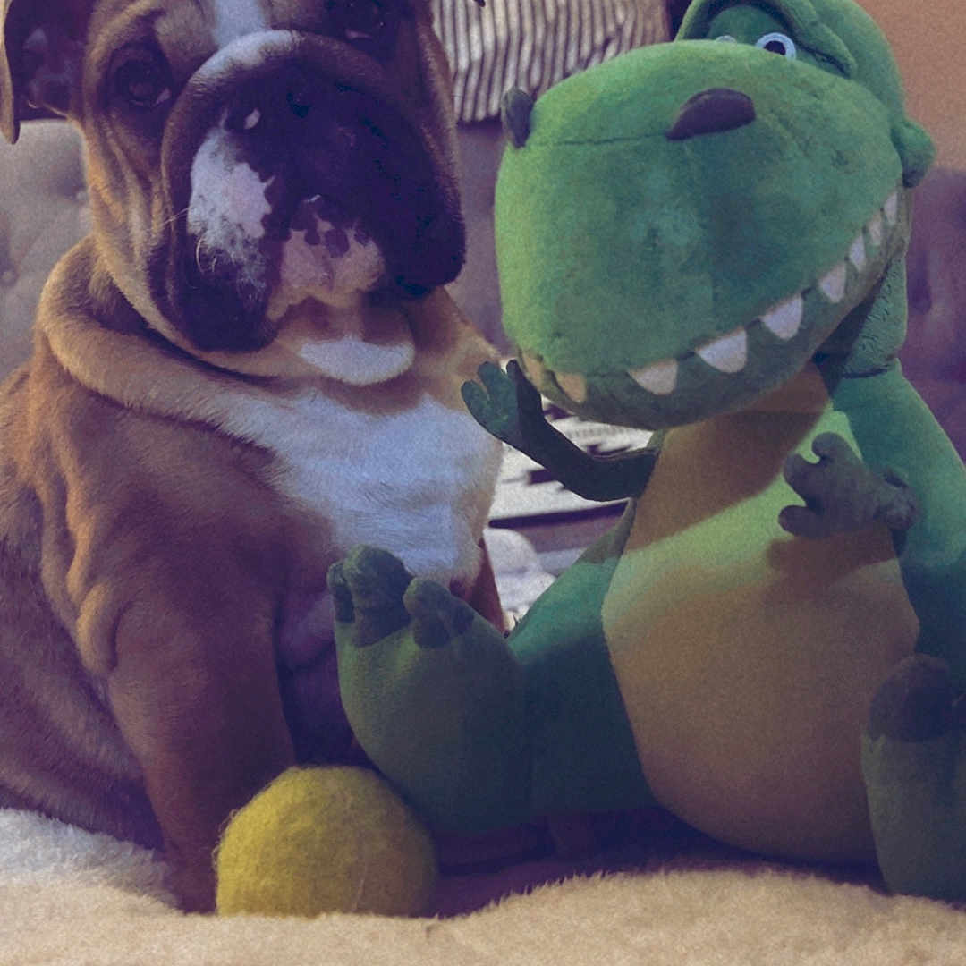 George is registered to the contest to win money with this photo: animal, baby, boxer, bulldog, canine, couch, dog, food, frenchbulldog, fruit, furniture, head, pear, person, pet, pitbull, plant, produce, puppy, toy