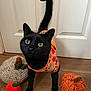 black_cat, cat, orange_outfit, crocheted_pumpkin, crocheted_gourd, wooden_floor, door, indoor, pet, animal, curious, wide_eyes, tail_up, autumn, festive, knitted, handmade, decor, cute, playful