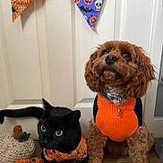 Nova joined the competition — help win amazing prizes! black_cat, brown_dog, halloween_sweater, dog, cat, door, bunting, pumpkin_decoration, crochet_pumpkin, floor, pet_clothing, indoor, curious, festive, costume, animal, looking_up, decorations, cute, holiday