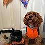 black_cat, brown_dog, halloween_sweater, dog, cat, door, bunting, pumpkin_decoration, crochet_pumpkin, floor, pet_clothing, indoor, curious, festive, costume, animal, looking_up, decorations, cute, holiday