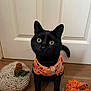 black_cat, cat, pet, animal, indoor, crocheted_pumpkin, orange_shirt, wooden_floor, door, curious, fall, autumn, decor, knit, handmade, cute, small, sitting, looking_up, cozy