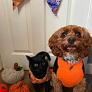 Cooper is registered to the contest to win money with this photo: black_cat, dog, halloween, sweater, pumpkin, crocheted_pumpkin, bunting, door, floor, indoor, pet, costume, orange, black, cute, animal, holiday, decor, festive, sitting