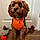 Cooper