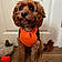 Cooper