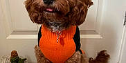 Cooper is registered to the contest to win money with this photo: dog, brown_dog, sweater, orange_sweater, crocheted_pumpkin, pumpkin, toy, wooden_floor, door, pet, cute, curious, indoor, animal, small_dog, fluffy, sitting, collar, fall_decor, holiday
