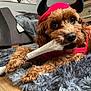 Cooper is registered to the contest to win money with this photo: dog, brown_dog, red_hoodie, devil_horns, toy_bone, chewing, shaggy_rug, living_room, couch, furniture, floor, indoor, pet, cute, cozy, fur, animal, closeup, playful, relaxed