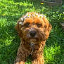 Cooper is registered to the contest to win money with this photo: dog, grass, flower_crown, daisies, outdoor, pet, sunlight, garden, brown_fur, collar, cute, animal, nature, relaxed, fluffy, canine, summer, greenery, portrait, laying_down