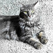 Milo participe au concours pour gagner de l'argent avec cette photo : cat, tabby, gray_fur, green_eyes, fluffy, carpet, indoor, pet, animal, feline, relaxed, lying_down, whiskers, ears, paws, soft_texture, close_up, portrait, domestic_cat, cozy