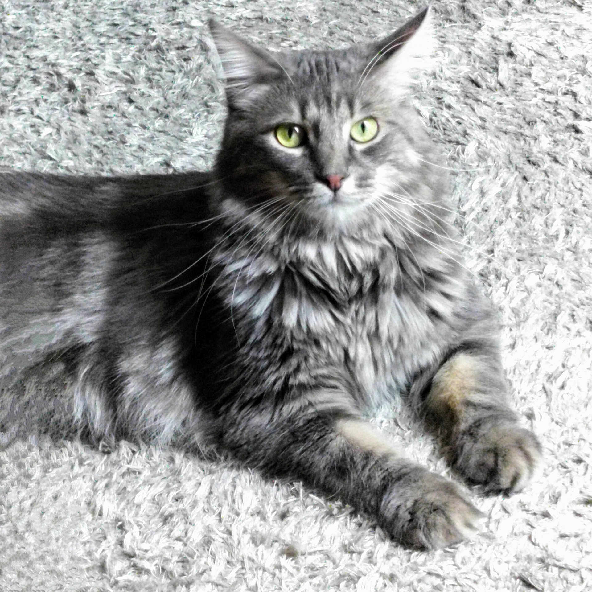 Milo participe au concours pour gagner de l'argent avec cette photo : cat, tabby, gray_fur, green_eyes, fluffy, carpet, indoor, pet, animal, feline, relaxed, lying_down, whiskers, ears, paws, soft_texture, close_up, portrait, domestic_cat, cozy
