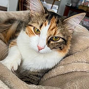 Bella joined the competition — help win amazing prizes! cat, calico, feline, whiskers, amber_eyes, pink_nose, fluffy, blanket, cozy, indoor, pet, paw, ear, fur, close_up, portrait, relaxed, lounging, home, living_room