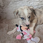 Aribo participe au concours pour gagner de l'argent avec cette photo : adorable, animal, blanket, blue_eyes, chewing, closeup, cuddly, cute, dog, furry, indoor, minnie_mouse, pet, playing, plush_toy, puppy, resting, soft_texture, stuffed_animal, young_animal