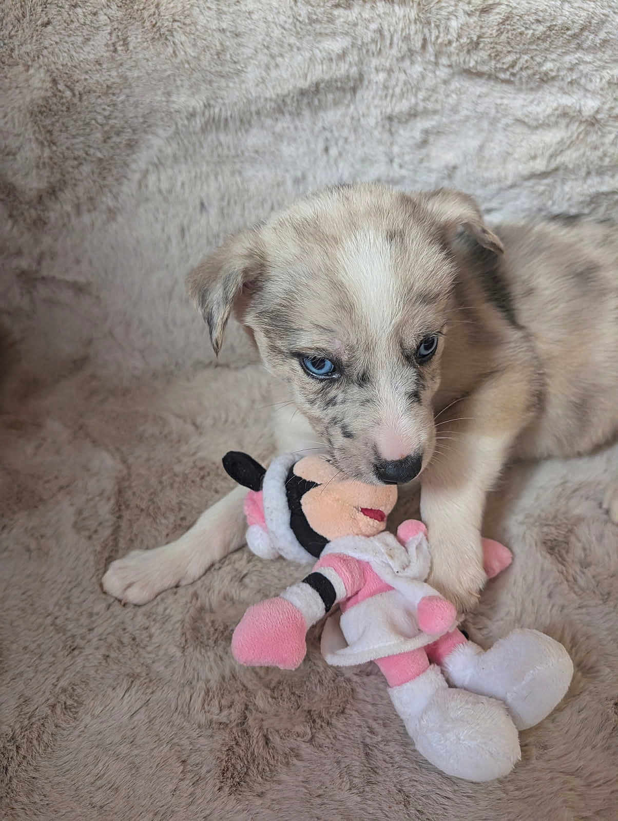 Aribo participe au concours pour gagner de l'argent avec cette photo : adorable, animal, blanket, blue_eyes, chewing, closeup, cuddly, cute, dog, furry, indoor, minnie_mouse, pet, playing, plush_toy, puppy, resting, soft_texture, stuffed_animal, young_animal