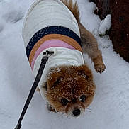 Bella joined the competition — help win amazing prizes! animal, brown_fur, canine, cold_weather, curious, cute, dog, fluffy, fur, leash, nature, outdoor, pet, small_dog, snow, snowflakes, walking, white_snow, winter, winter_jacket