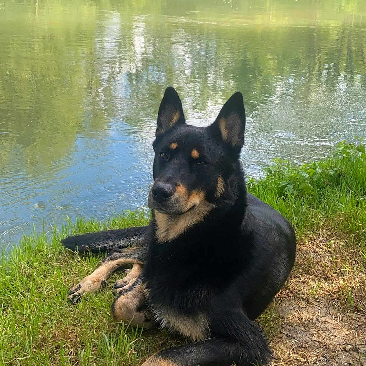 Vénom a rejoint le concours — aidez-le/la à gagner de superbes lots ! animal, canine, dog, germanshepherd, grass, green, jungle, lake, land, nature, outdoors, pet, plant, pond, puppy, rock, tree, vegetation, water, woodland