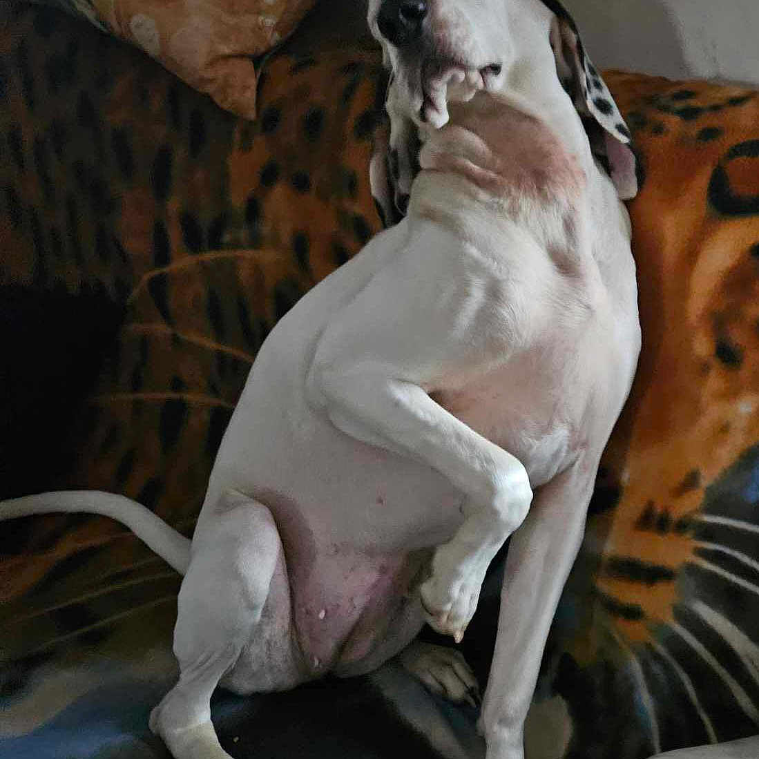 Toupie