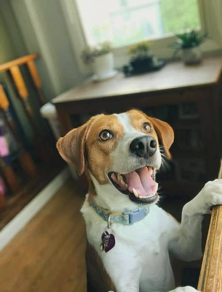 Willow is registered to the contest to win money with this photo: beagle, canidae, carnivore, chair, collar, companion_dog, dog, dog_breed, dog_collar, eyewear, fawn, fur, leash, mammal, pet_supply, scent_hound, snout, vertebrate, whiskers, wood