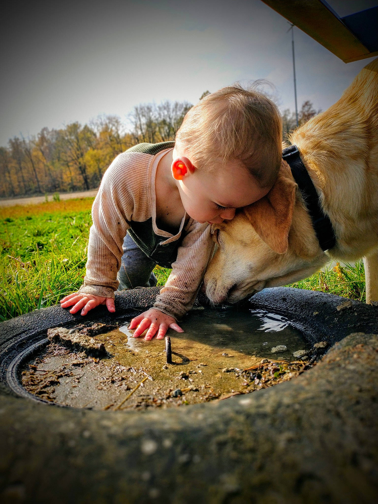 Griffin is registered to the contest to win money with this photo: canidae, carnivore, collar, companion_dog, curious, dog, dog_breed, dog_collar, fish, human, leash, mammal, people_in_nature, person, pet_supply, soil, sporting_group, working_animal