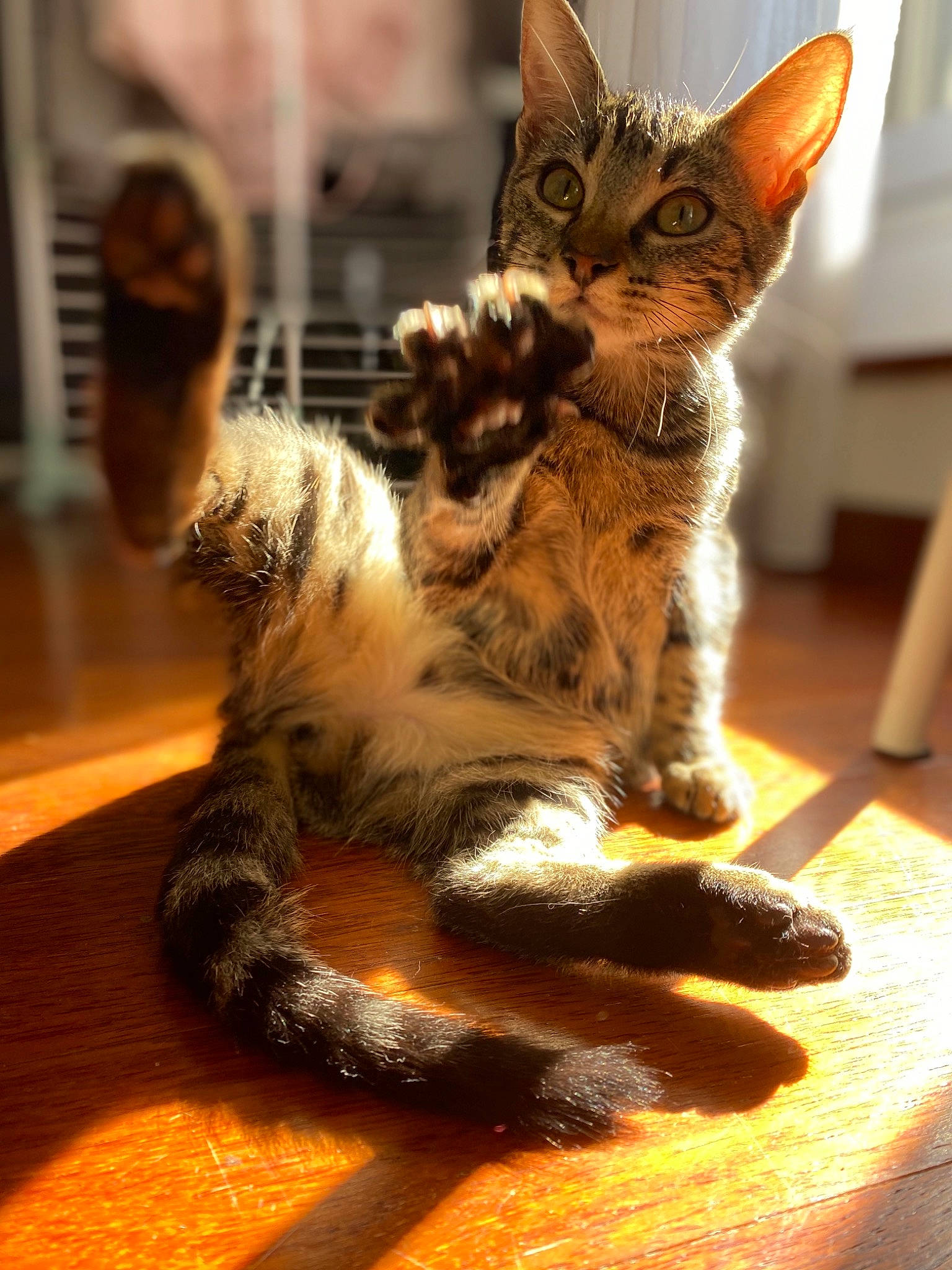 Olympe participe au concours pour gagner de l'argent avec cette photo : american_shorthair, american_wirehair, asian, carnivore, cat, domestic_short_haired_cat, dragon_li, egyptian_mau, european_shorthair, felidae, fur, kitten, mammal, ocicat, small_to_medium_sized_cats, snout, tabby_cat, toyger, vertebrate, whiskers