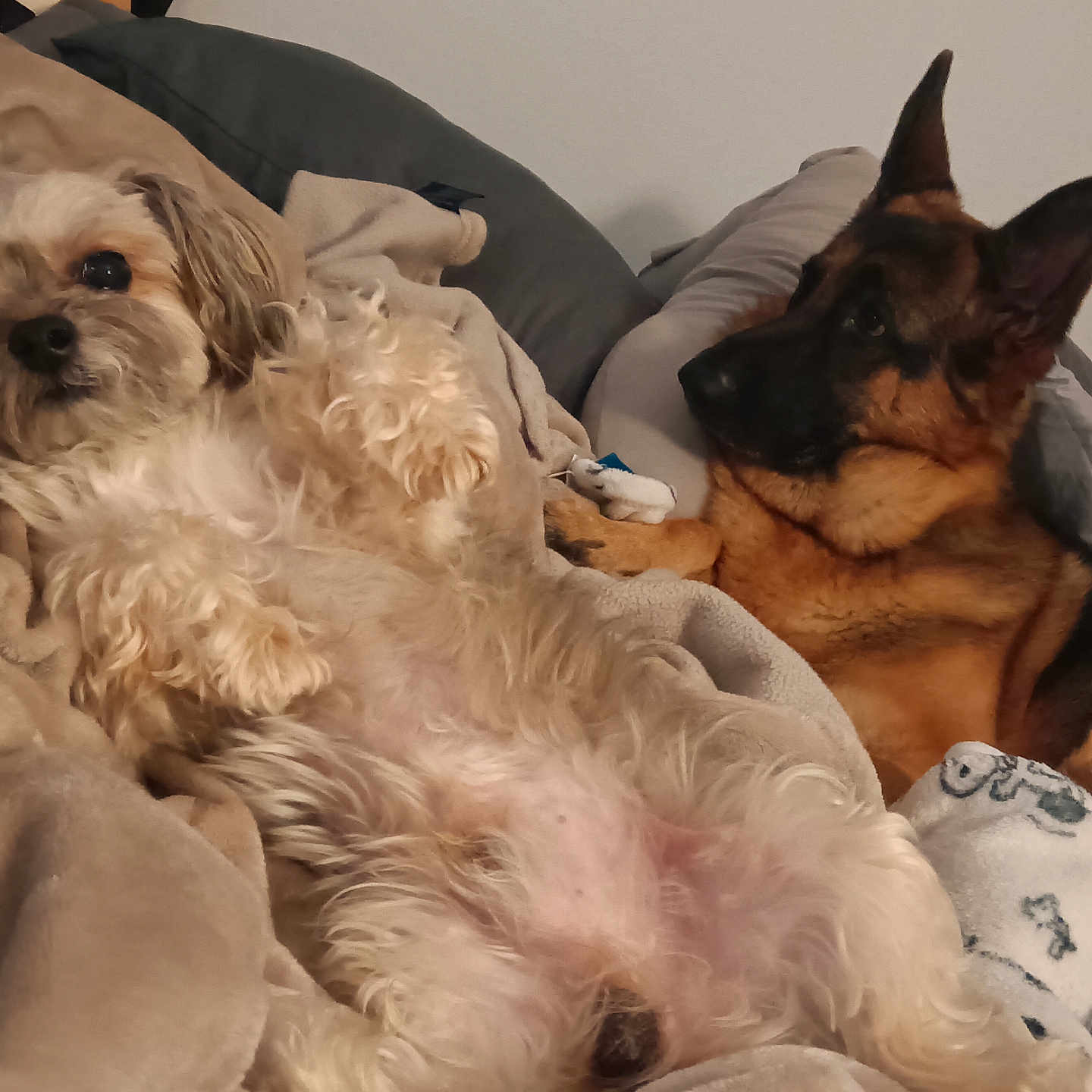 Dooli And Muffin joined the competition — help win amazing prizes! animal, bed, blanket, bulldog, canine, cat, cockerspaniel, couch, cushion, dog, furniture, germanshepherd, homedecor, hound, linen, papillon, pet, poodle, puppy, terrier