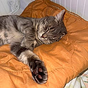 Mooky participe au concours pour gagner de l'argent avec cette photo : animal, bedroom, cat, claws, cozy, cute, feline, fur, gray_tabby, indoor, nap, orange_blanket, paw, pet, quilted_blanket, relaxed, resting, sleeping, soft, whiskers