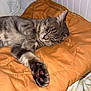 animal, bedroom, cat, claws, cozy, cute, feline, fur, gray_tabby, indoor, nap, orange_blanket, paw, pet, quilted_blanket, relaxed, resting, sleeping, soft, whiskers