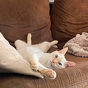 Link a rejoint le concours — aidez-le/la à gagner de superbes lots ! blanket, blue_eyes, brown_couch, cat, couch, cozy, domestic_animal, ears, feline, fur, indoor, paw, pet, pillow, pink_nose, relaxed, soft_texture, stretching, whiskers, white_cat