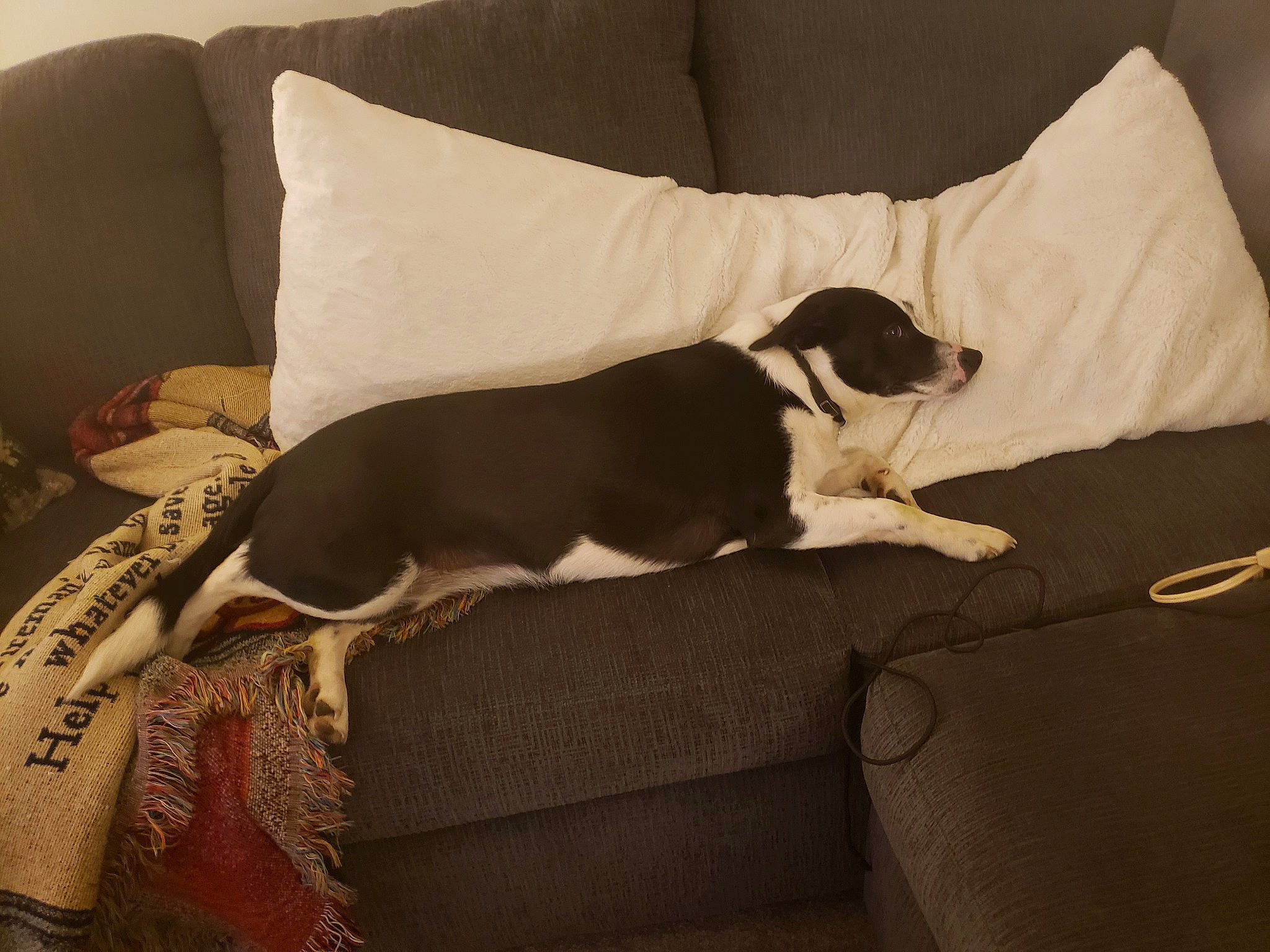 Molly is registered to the contest to win money with this photo: canidae, carnivore, comfort, companion_dog, couch, cushion, dog, dog_breed, dog_supply, home, home_accessories, linens, living_room, pet_supply, pillow, sporting_group, studio_couch, tail, throw_pillow, working_animal