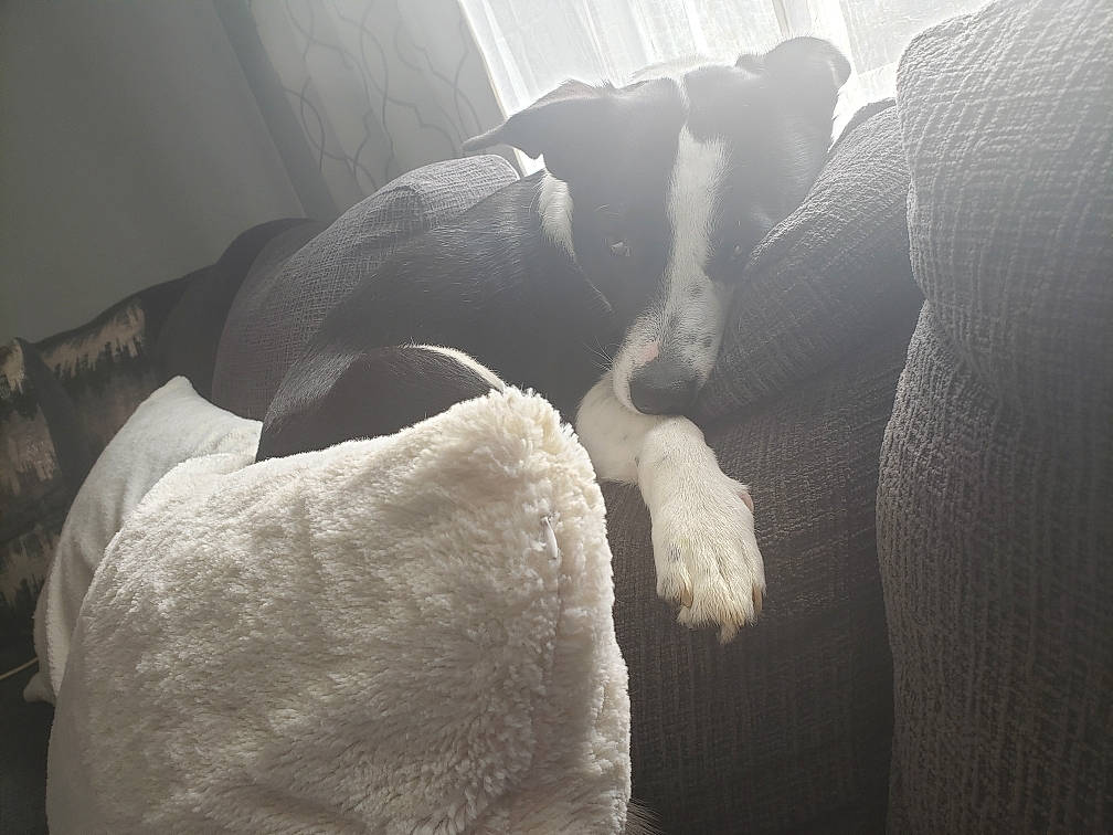 Molly is registered to the contest to win money with this photo: canidae, carnivore, comfort, companion_dog, dog, dog_breed, grey, monochrome_photography, snout, sporting_group, tail, terrestrial_animal, working_animal, working_dog