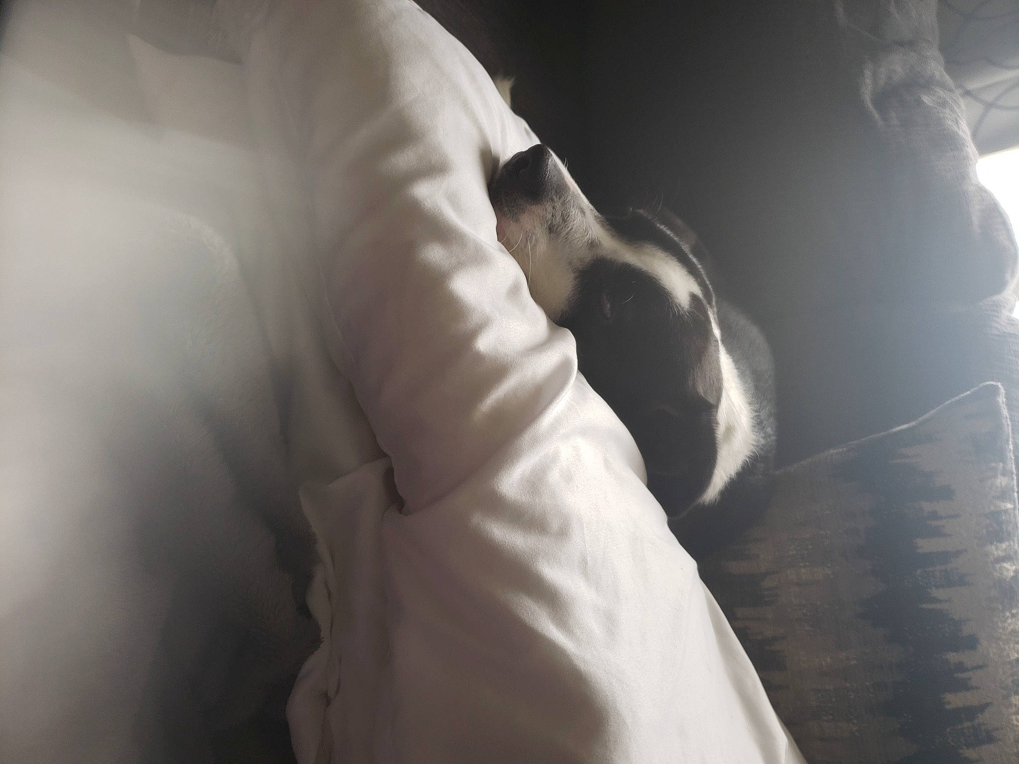 Molly is registered to the contest to win money with this photo: