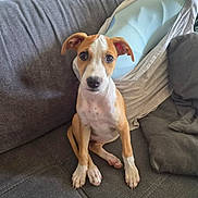Bali a rejoint le concours — aidez-le/la à gagner de superbes lots ! puppy, dog, sitting, couch, portrait, pet, canine, brown_and_white, white_chest, floppy_ears, wide_eyes, indoors, home, furniture, cushion, fabric, adorable, playful, front_view, photography