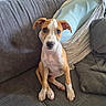 puppy, dog, sitting, couch, portrait, pet, canine, brown_and_white, white_chest, floppy_ears, wide_eyes, indoors, home, furniture, cushion, fabric, adorable, playful, front_view, photography