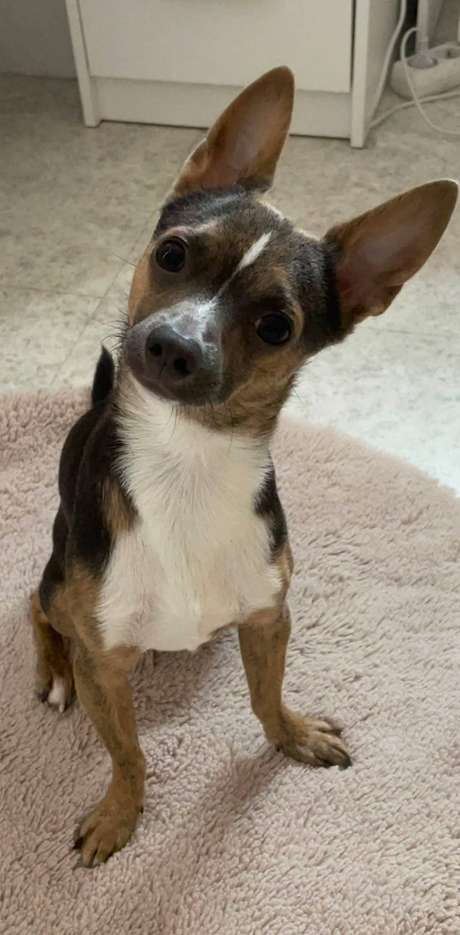 Guizmo participe au concours pour gagner de l'argent avec cette photo : animal, big_eyes, black_fur, brown_fur, carpet, curious, cute, dog, facial_markings, head_tilt, home, indoors, large_ears, pet, portrait, puppy, short_hair, small_dog, standing, white_chest
