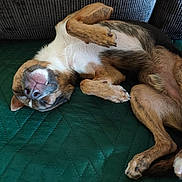 Guizmo participe au concours pour gagner de l'argent avec cette photo : dog, pet, sleeping, lying_down, upside_down, relaxed, goofy, happy, belly_up, paws, brown_fur, white_fur, black_fur, pink_nose, closed_eyes, quilt, couch, indoor, cozy, portrait