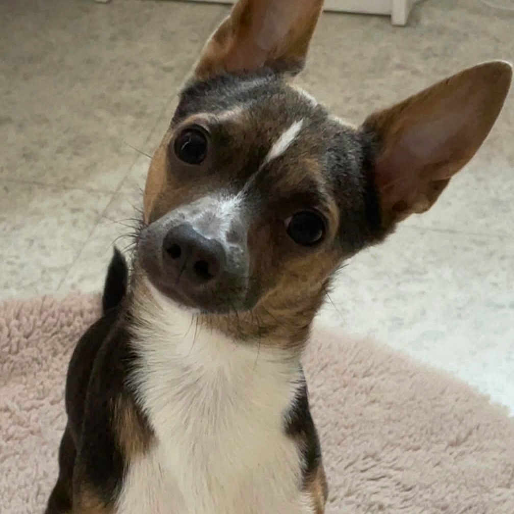 Guizmo participe au concours pour gagner de l'argent avec cette photo : dog, puppy, portrait, head_tilt, large_ears, wide_eyes, brown_fur, white_chest, black_fur, short_hair, pet, indoor, rug, floor, furniture, cute, curious, sitting, close_up, animal