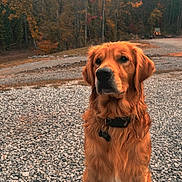 Max is registered to the contest to win money with this photo: golden_retriever, dog, pet, animal, outdoor, autumn, fall, leaves, trees, gravel, nature, fur, collar, sitting, portrait, canine, mammal, forest, scenery, season